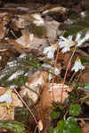 Oconee bells